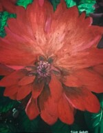 Red Dahlia perennial walled garden Wimpole Estate Cambridgeshire England A striking red beauty I painted from a photo I took back in early autumn 2016 at the walled garden of Wimpole Estate, Cambridgeshire, England