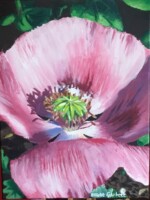 Giant Pink Poppy, Walled Garden This was painted from a photo I took inside a walled garden whilst at a friend’s wedding at Abbot’s Hall in Stowmarket. The Poppy’s giant petals are the best feature in me opinion. ^^