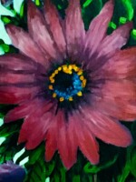 Purple flower of Africa Purple African Daisy