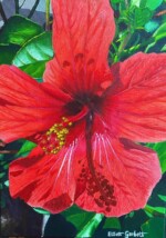 Scarlet Hibiscus Painting May 2024
