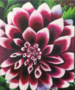 A Mystery Day Dahlia (from the walled garden Wimpole Estate Cambridgeshire England) A Mystery Day Dahlia (from the walled garden Wimpole Estate Cambridgeshire England)